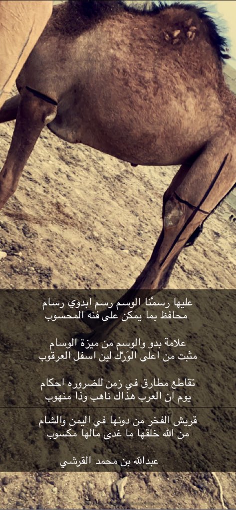 Abdulaih_muhamd's tweet photo. عليها رسمْنا الوسم رسم ابدوي رسام
 محافظ بما يمكن على فنه المحسوب

علامة بدو والوسم من ميزة الوسام
مثبت من اعلى الوَرْك لين اسفل العرقوب

تقاطع مطارق في زمن للضروره احكام
يوم ان العرب هذاك ناهب وذا منهوب

قريش الفخر من دونها في اليمن والشام
من الله خلقها ما غدى مالها مكسوب https://t.co/x9GBMfRHDj