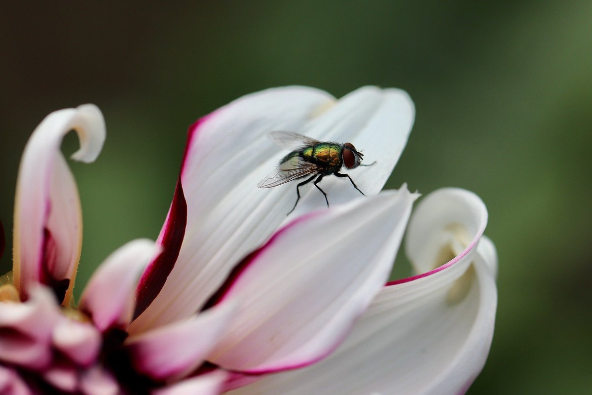 Pixabay On Twitter Fly On An Orchid Blossom By Nennieinszweidrei Https T Co Kurfebr93d
