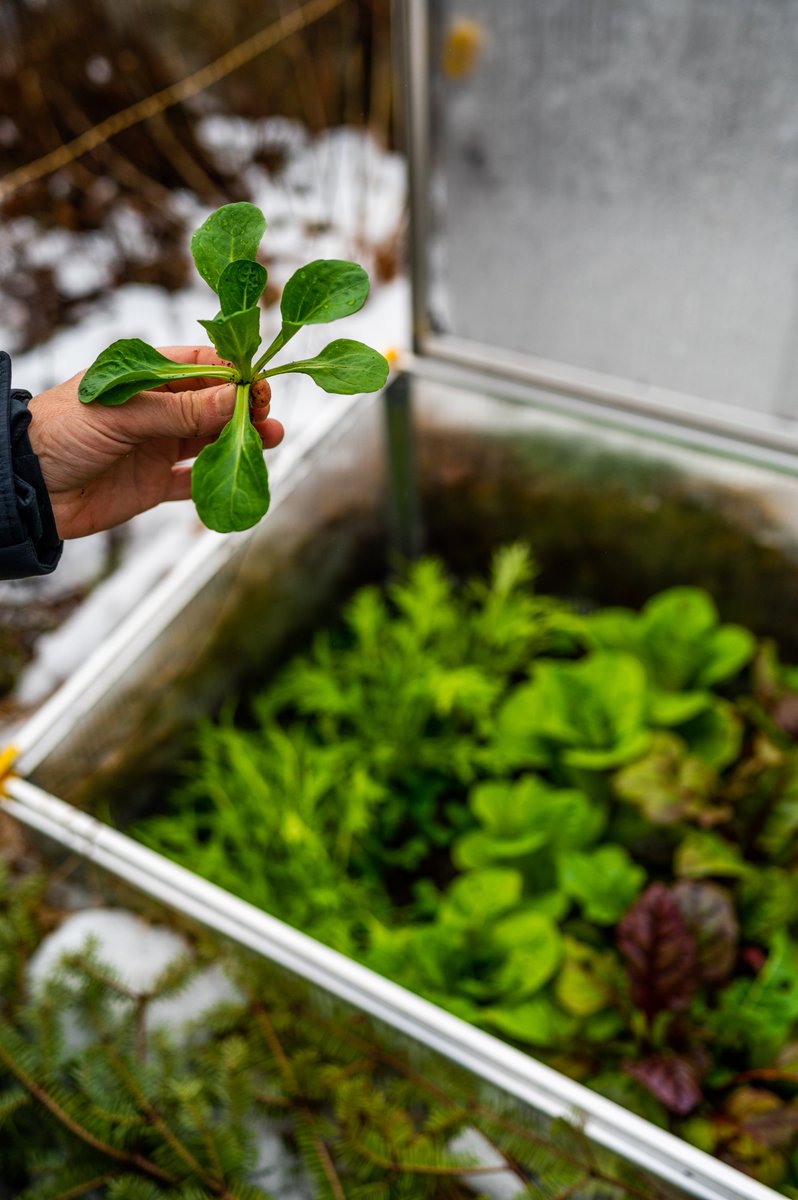 NikiJabbour's tweet photo. Join me Wed Sept 30th at 4 pm AT (3 pm ET) for my FREE talk on my year-round vegetable garden. This event is being hosted by @SlowFoodUSA and features my fave winter garden structures as well as top cold season crops. Register here https://t.co/cfYaPaUHuk #gardening #GYO https://t.co/IGjYQSJvaf