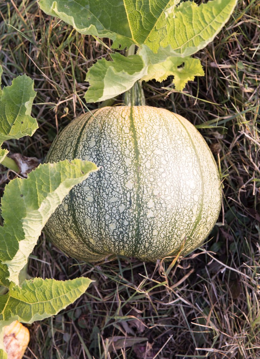 WillowsInn's tweet image. First pumpkins from Loganita Farm. 😊🍂 #fallishere