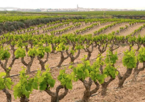 isagro_es's tweet photo. #Francia y #España se unen a favor del sistema de #autorizaciones de plantaciones de #viñedo https://t.co/NbiE1kWAi4 https://t.co/DftyPAMkBk