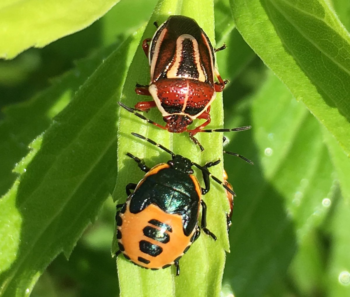 I love <a href="/inaturalist/">iNaturalist</a>. Was just contacted by a researcher in Brazil asking to use one of my pictures in a publication about predatory stink bugs! Behold Perillus circumcinctus (fun fact: they ate our biocontrol beetles) #citizenscience #TwitterNatureCommunity