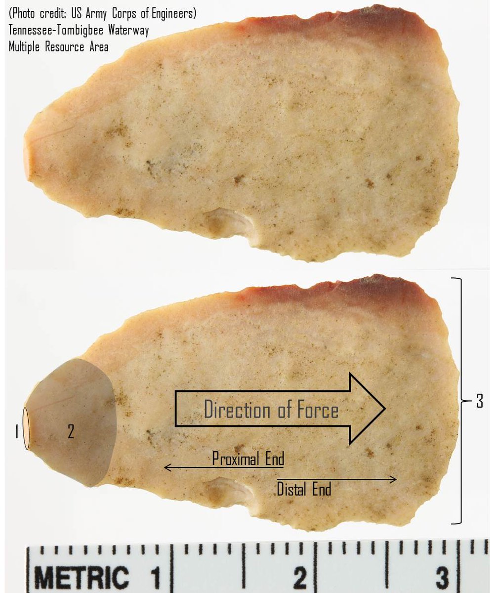 archaeology_aia's tweet photo. An Introduction to the Anatomy of a Flake’s Ventral (Inner) Surface
1) Platform: Where the stone was hit
2) Bulb of Percussion: Force expands outward in a Hertzian cone
3) Termination: Where the force exits the stone
#VeteransCurationProgram #IADVCPArtifact #IAD2020 @USACEMobile https://t.co/a3JolBPVnS