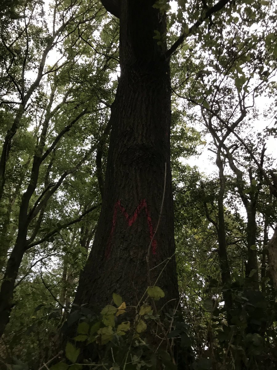 GradyKerry's tweet photo. Just counted 127 mature oaks marked for the chop by HS2. A beautiful nature reserve, alive with goldfinches this afternoon. The Offchurch Greenway, Warwickshire, CV33 9AU Part of Sustrans route 41 https://t.co/Jk1TqPJ261