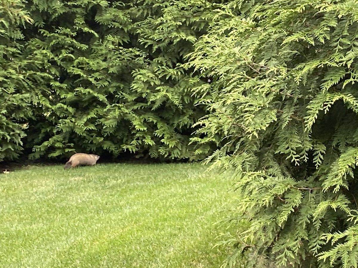 Don’t laugh at me for not knowing... but what is this animal that just ran across our yard? https://t.co/aNZve3LbxZ