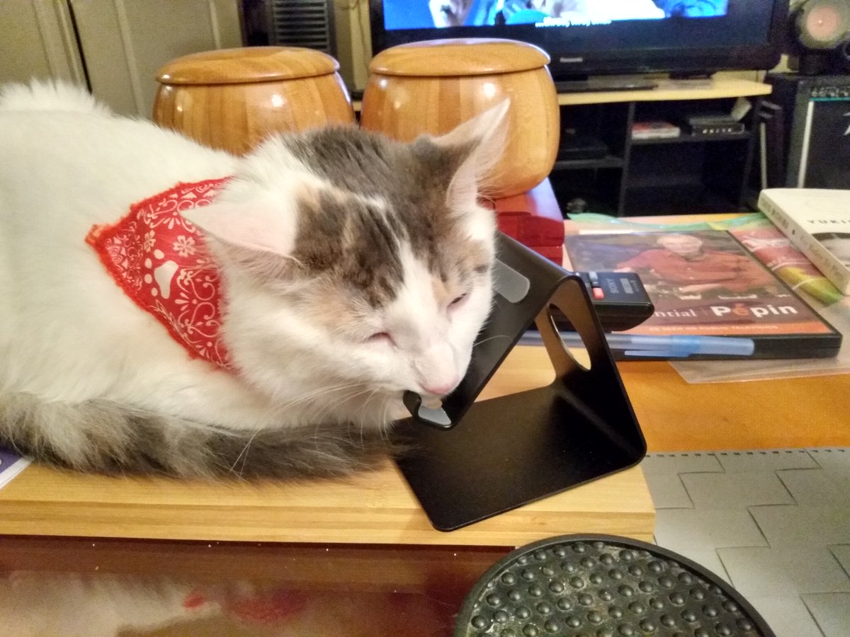 AB_MiseEnScene's tweet photo. Snowboots once again relaxing on her favorite spot the edge of the metal cell phone stand weird, sporting her fave red bandana #kittensoftwitter #catsoftwitter #snowboots #KDTalent #JLATalent #actor #actorslife #casting #redheadactor #gingeractor #castingdirectors #agent #manager https://t.co/q1EL7gPMPr