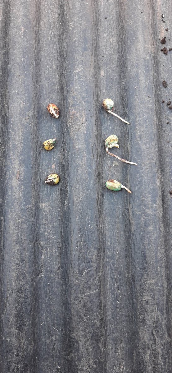 Efectos de la temperatura del suelo misma maquinada loma vs bajo.