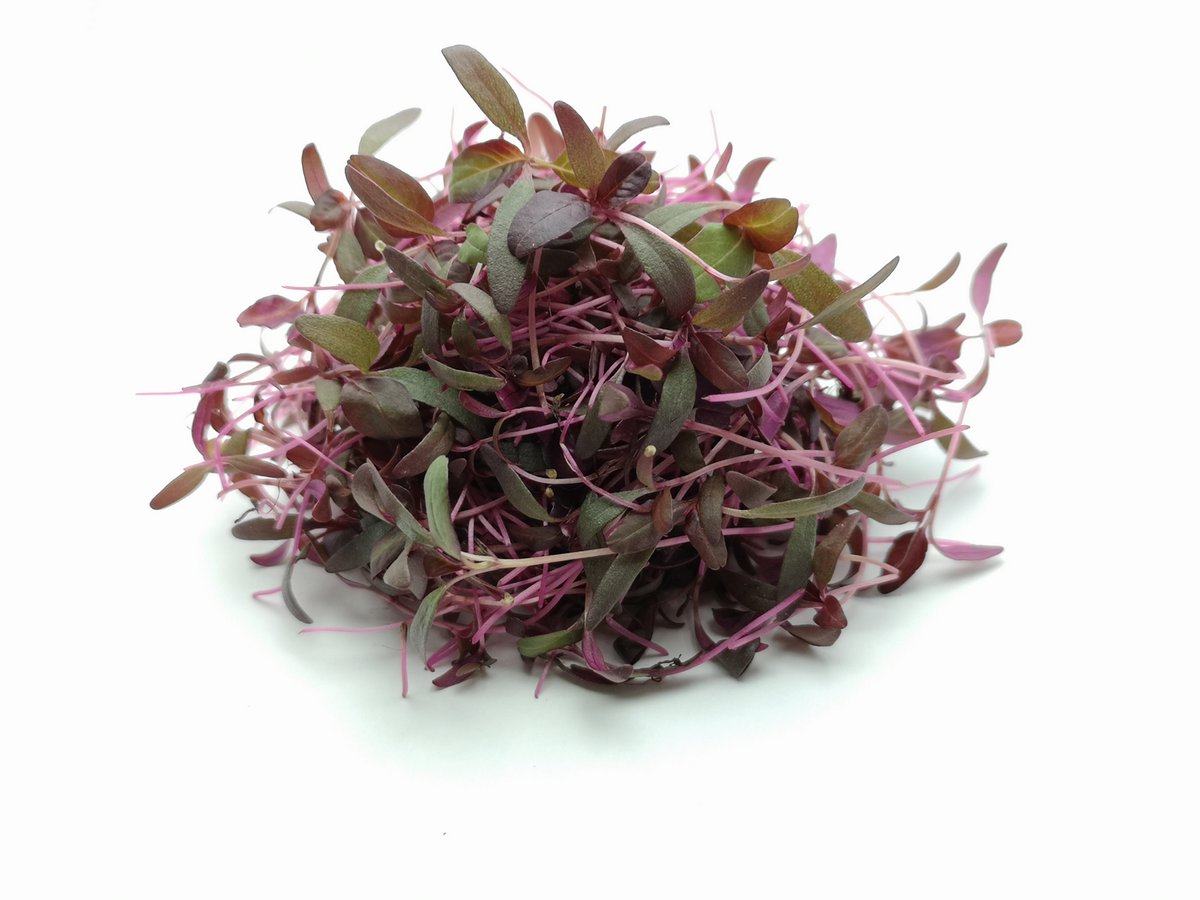 We are amazed that #microgreens have not enjoyed the success in the UK that they have in the US. We suspect this will change as their nutritional value, taste and appearance become better known. The #RedGarnetAmaranth pictured is laden with antioxidants/phytonutrients
