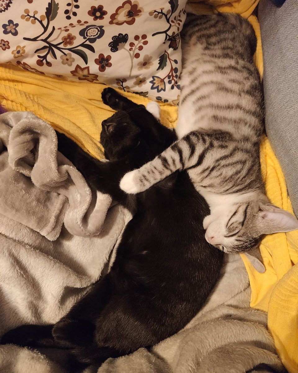 RSPCA Sheffield tweet media