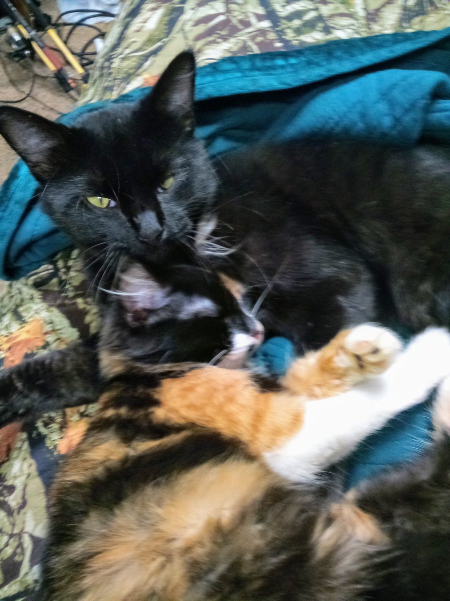 Dory45646308's tweet image. Catfish &amp;amp; Cebby (Ceberus)

#brainbleach
#CatsOfTwitter 
#CatsOfTheQuarantine