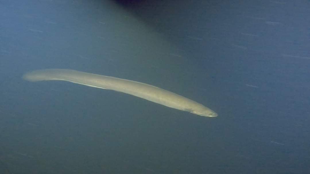 Paling in het Noordzeekanaal. Als je daar meer van wil weten, kom 24 oktober naar ons Wikkelhouse. Tussen 14.00 en 15.30 workshop en wandeling 'De reis van de paling'.  Info👉🏼brakijmuiden.nl.