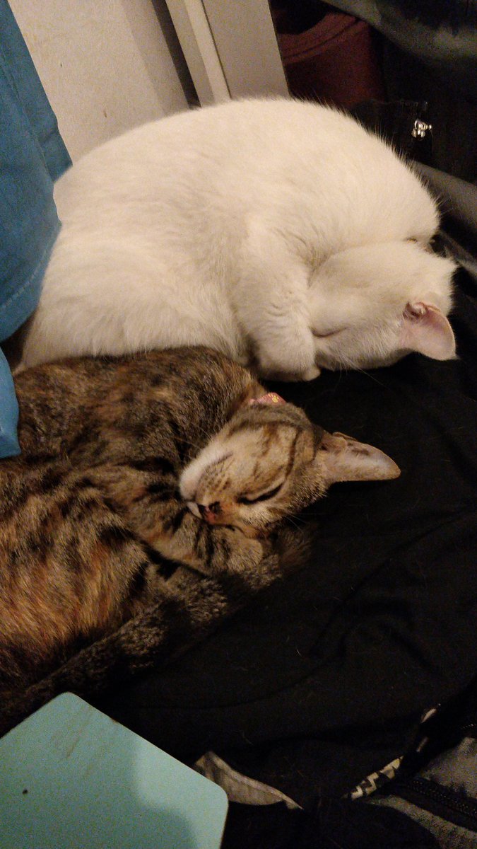 JakartaCats's tweet photo. Bedtime for Li and Free.😻💤
#cats #catroll #CatsOfTwitter #jakarta https://t.co/NDmSV9FJ1J
