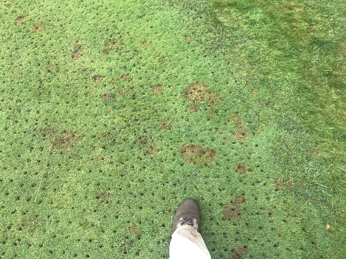 MarquetteGolf's tweet photo. Cool temps and 2” of rain over the weekend making it damp all day plus leaves falling...... must be time for @uwpaul and @kurtaculous to make a trip up North #MicrodochiumPatch https://t.co/HCAef59cKj