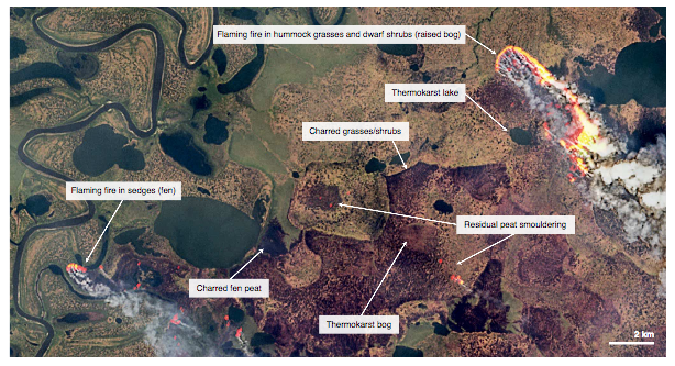 4/  in Siberia is affecting ecosystems we typically regard as fire resistant. This is also happening in the boreal biome - systems used as fire breaks are becoming fire problems. These also tend to be the hot spots of peat carbon accumulation in these landscapes.