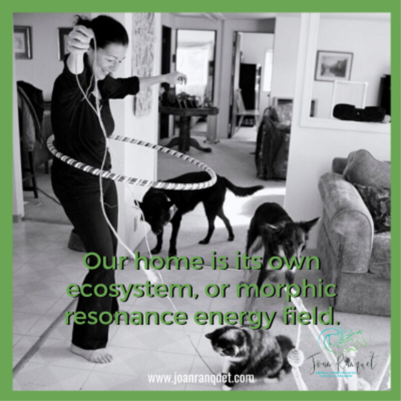 joanranquet's tweet photo. 10 Energy Healing for Animals Tips: # 10  Our Home is its Own Ecosystem or Morphic Resonance Field of Energy ... https://t.co/PqCvZHF9Mq

#energyhealingforanimals #energyhealing #scalarwave #eft https://t.co/5HLExst9H7