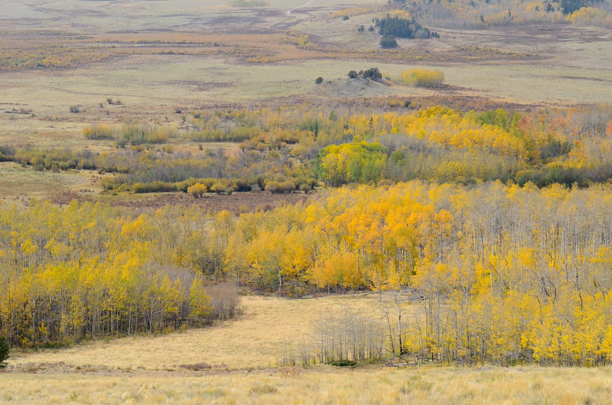 Shanshan Pei (@ssp_pei) on Twitter photo Fall is here <a href="/Colorado/">Visit Colorado</a>. Amazed by these fall colors the past weekend. Pictures can’t quite do the justice, but I hope they can share some with you. Fall is here <a href="/Colorado/">Visit Colorado</a>. Amazed by these fall colors the past weekend. Pictures can’t quite do the justice, but I hope they can share some with you.