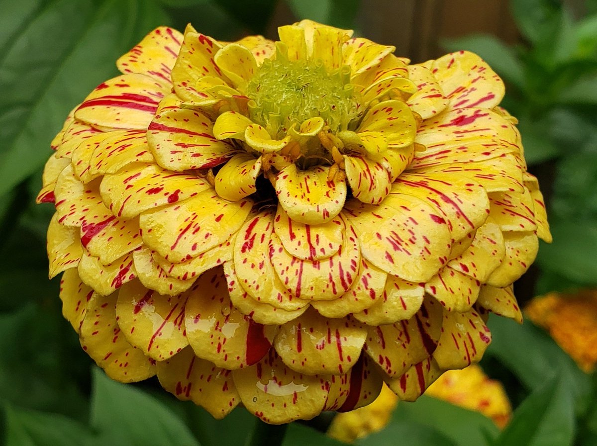 TRICKY TRANSPOSONS, those wily jumping pigment genes, a hallmark of broken-colored Zinnia violacea 'Peppermint Stick'. Variegation usually quite uniform, but flowerhead in pic 1 has decided to go half & half!😃 A beloved heirloom my Grandmother grew, now reselected. Asteraceae