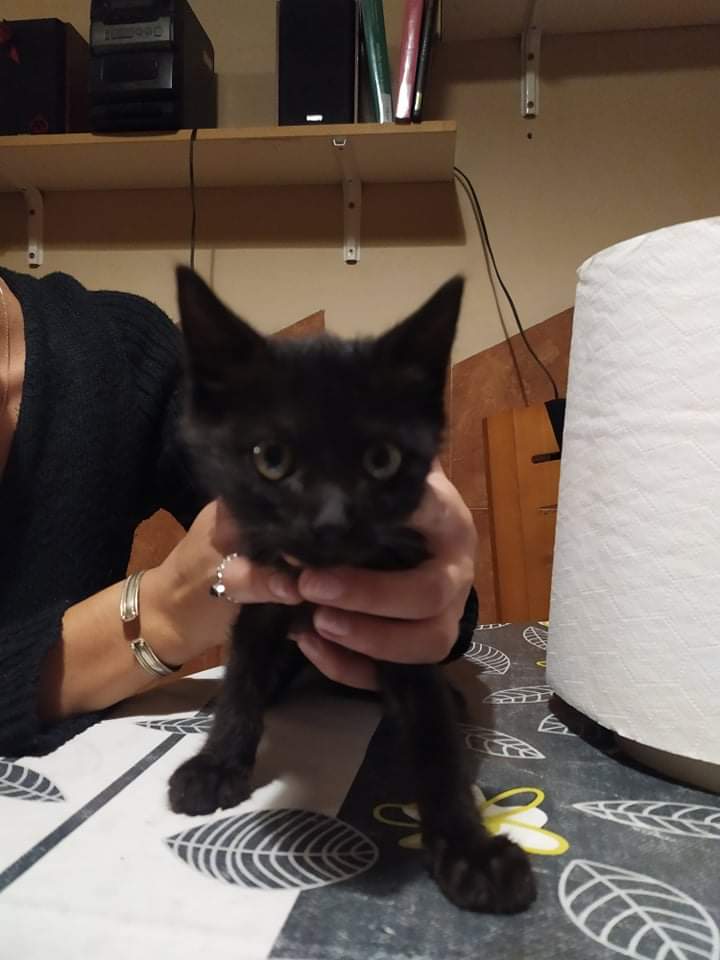 RodamonsDeRubi's tweet image. SE BUSCA A SU FAMILIA - ENCONTRADO SOLITO EN C. GENERAL PRIM (RUBÍ)

Tiene collar, se busca a su familia. Encontrado en una zona de viviendas deshabitadas. 

Si alguien lo ha perdido rogamos contacten con los teléfonos 664471395 - 744409382.

Solicitamos difusión, gracias.