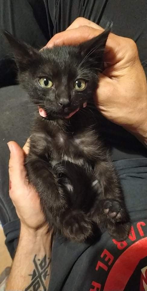 RodamonsDeRubi's tweet image. SE BUSCA A SU FAMILIA - ENCONTRADO SOLITO EN C. GENERAL PRIM (RUBÍ)

Tiene collar, se busca a su familia. Encontrado en una zona de viviendas deshabitadas. 

Si alguien lo ha perdido rogamos contacten con los teléfonos 664471395 - 744409382.

Solicitamos difusión, gracias.