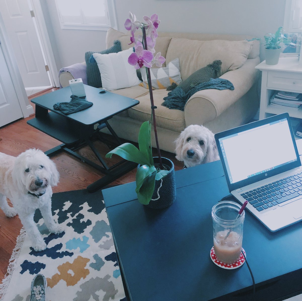 We’re starting a fun, new series called #EdelPets. Say hello to Cali and Finley, these siblings love begging for treats at whatever chance they can get!