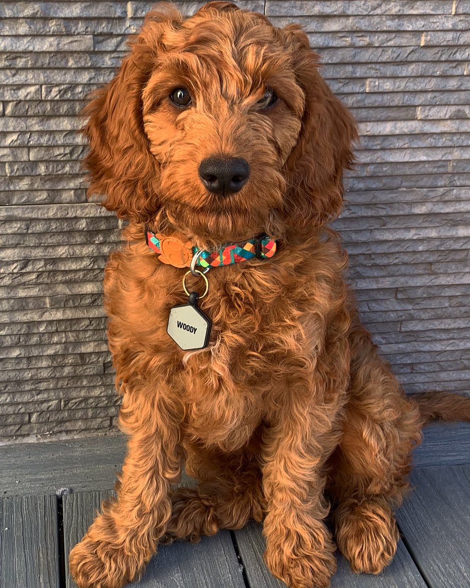 Kayleighsmiiith's tweet photo. 🐾❤️ https://t.co/1yuwsZoxoD