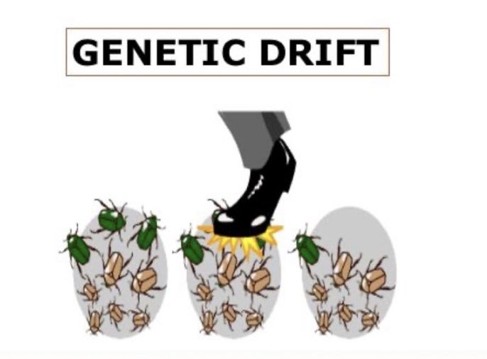 AlixLeslie1's tweet photo. Genetic drift: when “lucky” genes move on to the next generation @OxyEvo https://t.co/aHWuXrHtSK