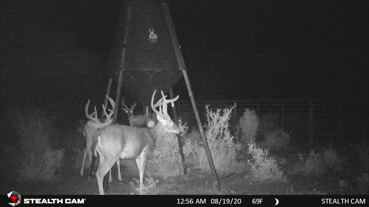 DeerGearTV's tweet photo. Massive bucks caught on our trail camera! These bucks are have been benefiting from our on-demand protein.
#bossbuckfeeders #bossbuck #gsmoutdoors #recordrackfeed #hunting #deerseason #whitetail https://t.co/IPkLbHRErl