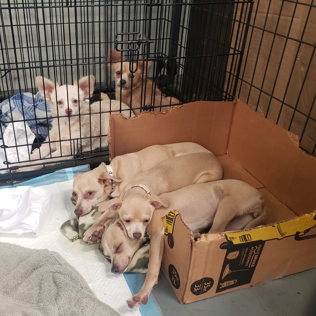 sdhumane's tweet image. Our Emergency Response Team is returning from Butte County after nearly two weeks during which they helped care for 100 animals affected by the #NorthComplexFire. As fires continue &amp;amp; temperatures rise, it's crucial that families are prepared to evacuate before mandatory orders.