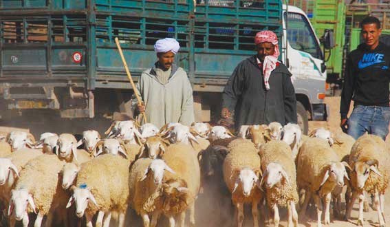 Les Hauts-Plateaux algériens désignent les régions de plaines et de steppes situées entre le Sahara et la côte. Des régions connues notamment pour l'élevage et le pastoralisme. Sétif, Tiaret, Msila, Laghouat, Bousaada, Djelfa, Batna ... en sont les villes principales.