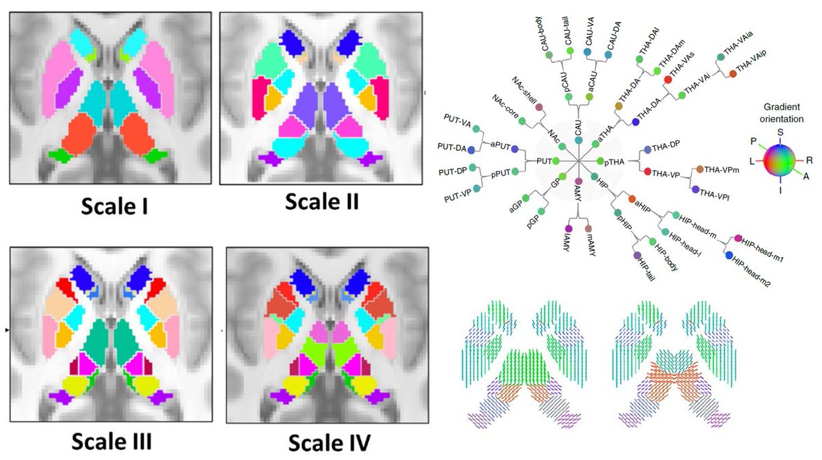 2/6: Scales I-IV of our atlas are freely available in CIFTI & NIFTI formats. We have also integrated our atlas into existing cortex-only atlases (e.g. Gordon, Glasser) to enable whole-brain connectome mapping: https://github.com/yetianmed/subcortex