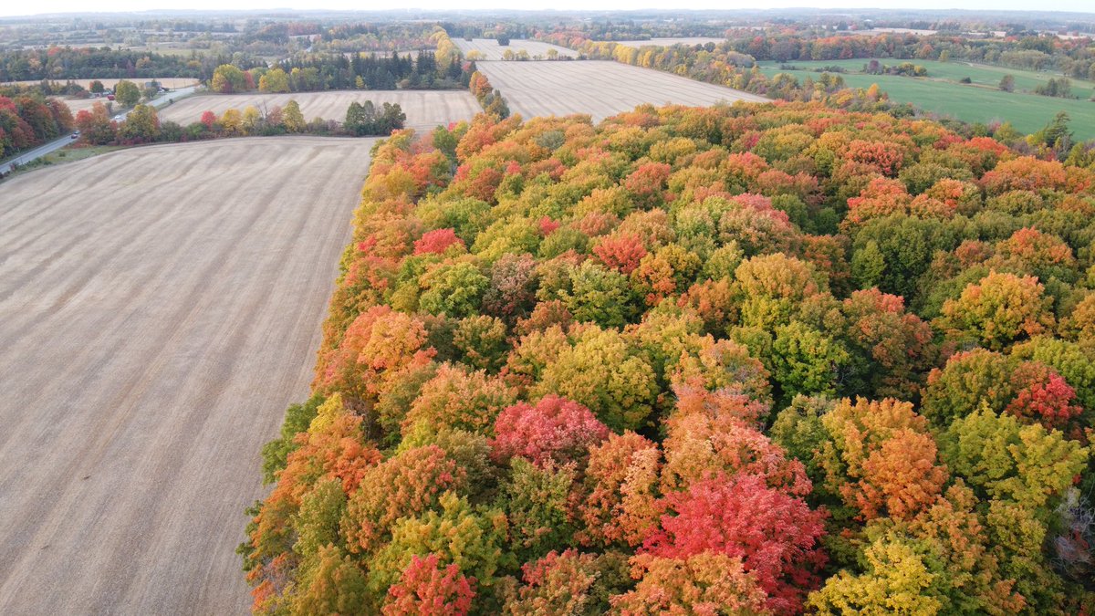CanadaAerial's tweet photo. Fall Colours in Pickering Ontario https://t.co/YoA2mIsAXo #Fall #FallColours #FallColours2020 #DronePhotography #MavicMini https://t.co/nwiJWMWJXv