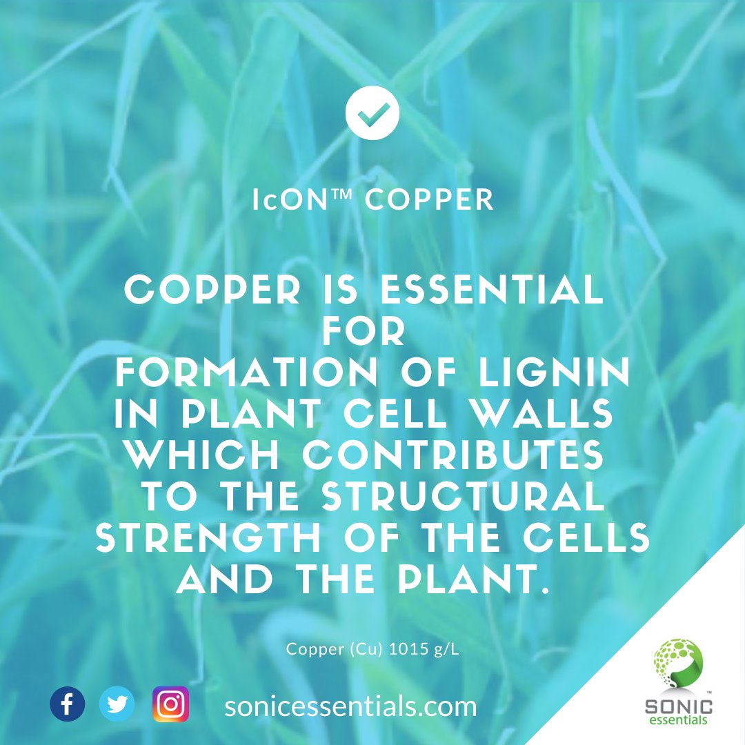 SonicEssentials's tweet photo. How are your #copper levels? with good spring rain forecast and many areas with still enough green leaf it’s a good time to add 100ml/ha of IcON copper with your #fungicide application to help with fungal attack and strengthen the cells #croplodging #striprust #wheat https://t.co/7ErNuaHvbB