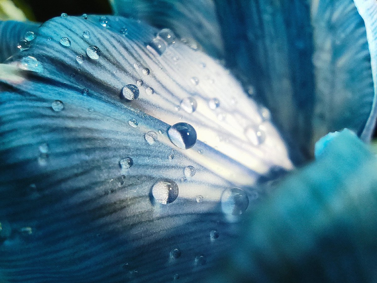 XiaomiJapan's tweet image. #Mi10Lite5G のマクロレンズで撮影された写真です🌟🤗
全てのディテールがここまでクリアに浮かび上がります✨💕 #5GForEveryone