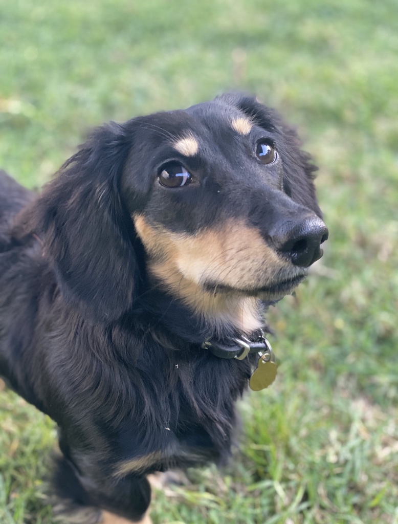 VoiceOfOBrien's tweet photo. Mounting existential dread and the struggle of the human condition vs. one(1) mini dachshund. https://t.co/D3SLHCSWky