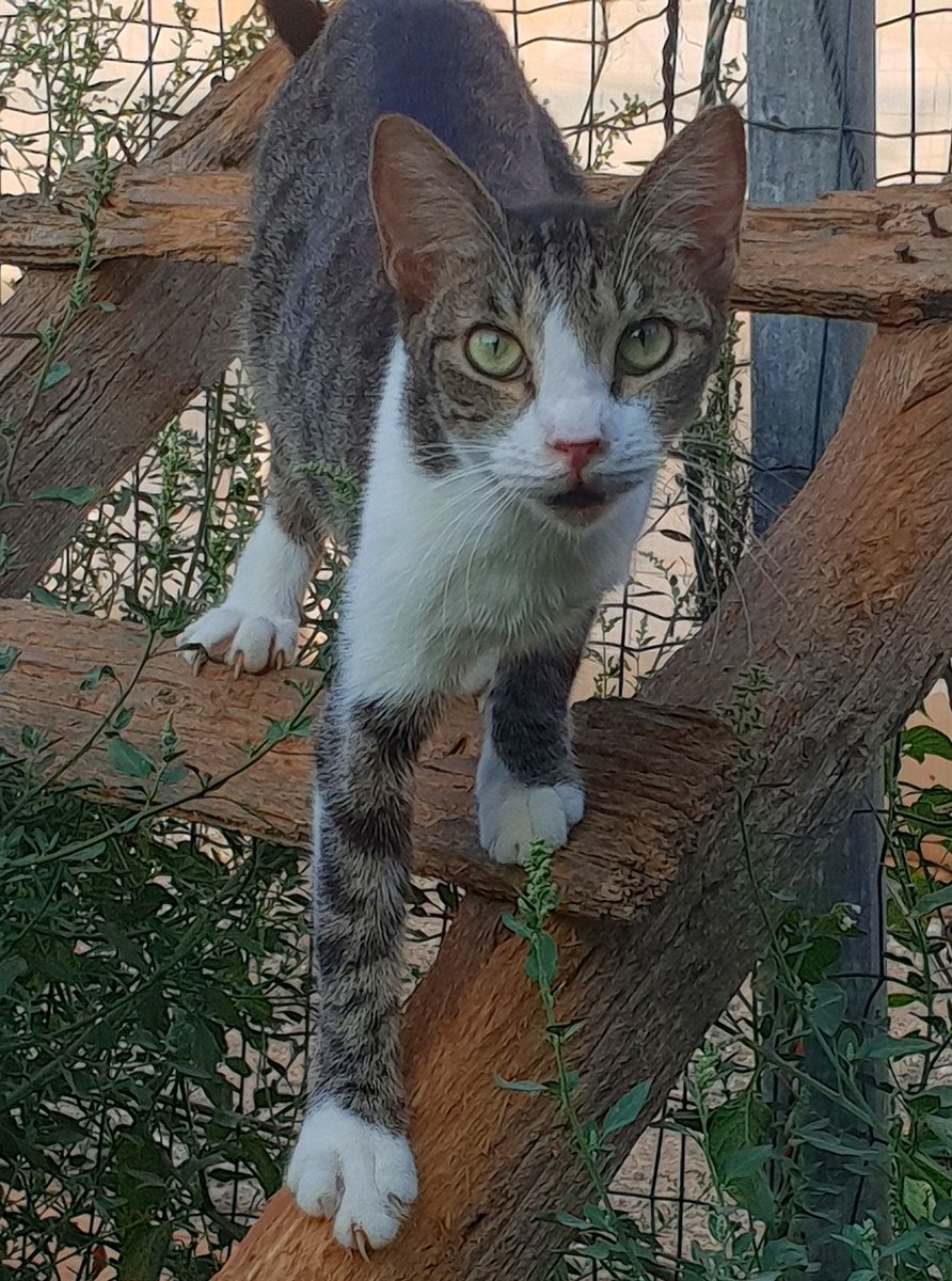 Vee climbing about the trusty old ladder. This piece of wood has seen a crazy amount of scatching, climbing, wear and tear.. It's still holding up though! 😻
https://t.co/Boa5vRXRiU
#CatsOfTwitter #streetcats #shelter #sanctuary #Israel #adopt #RescueCats https://t.co/3xtvSZoB0y