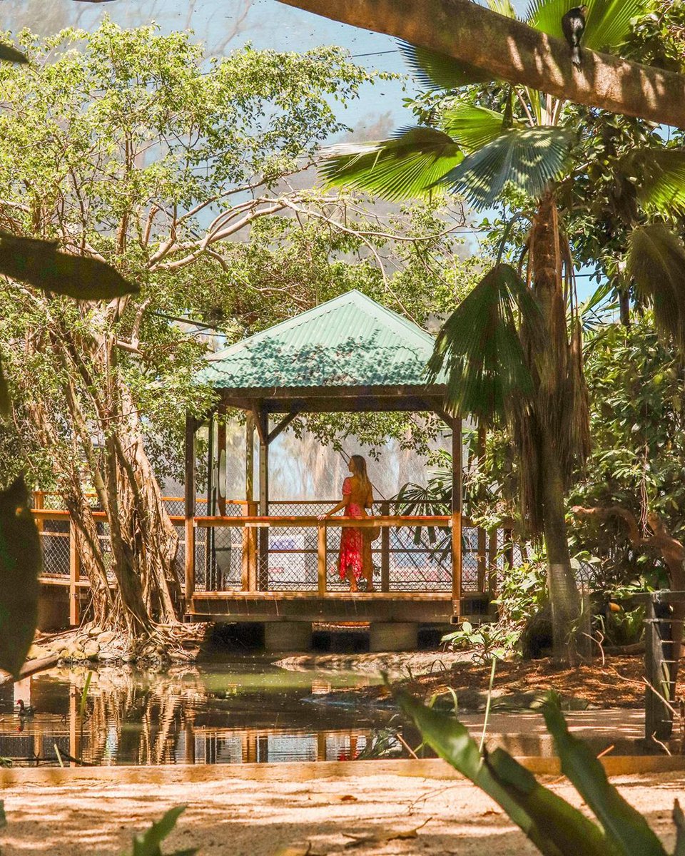 Roaming the rainforest 🌴 Keep your eyes peeled for the Cassowaries! 🤩

Wander around our newly renovated Rainforest Habitat like racheeymary (IG) and enjoy stunning rainforest views on all levels, from the lowest lake level, to the treetops! 

<a href="/CairnsGBR/">Cairns & Great Barrier Reef</a> <a href="/Queensland/">Queensland Australia</a> #exploretnq