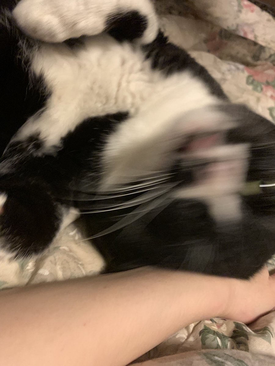 元気ない人のために めちゃくちゃハイテンションの 猫置いておきますね はっさく のイラスト