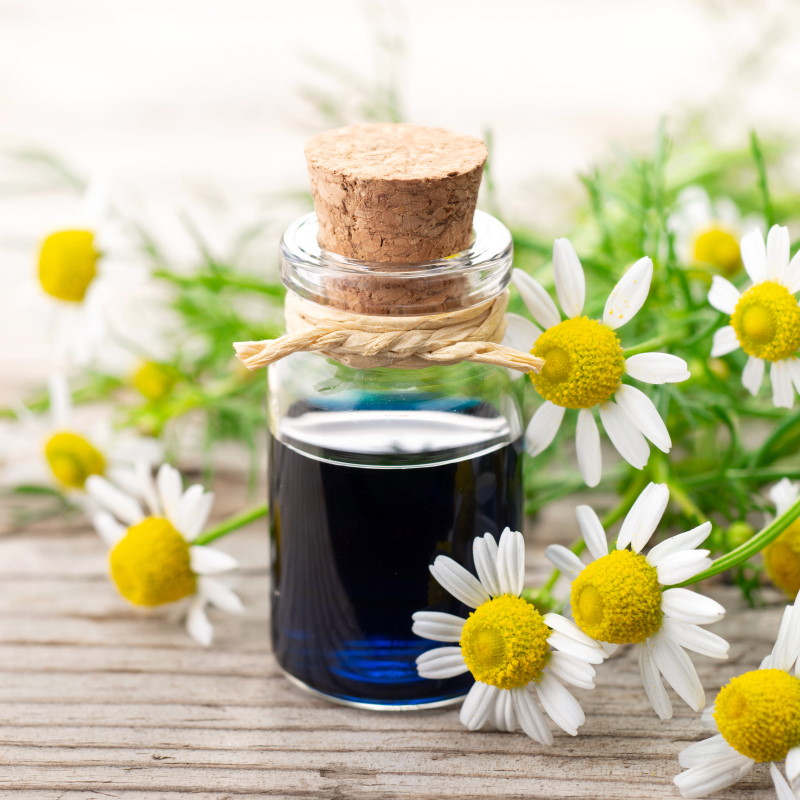 GroovyOils's tweet photo. Cooling and calming with anti-inflammatory properties, German Chamomile essential oil is beneficial in providing pain relief. Discover more about the healing effects of German Chamomile. #essentialoils  #Groovy   https://t.co/M8oFSesHi1 https://t.co/B09U219oN4