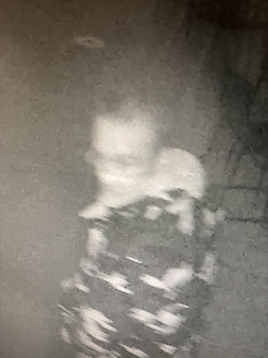 ranchgolfcourse's tweet image. Do you recognize this person? He broke into The Ranch last night stealing many Taylor Made Golf Clubs. If you do recognize him and/or see several Taylor Made clubs get posted for sale, please email me at gm@theranchgolf.com 
Appreciate any help anyone can provide.