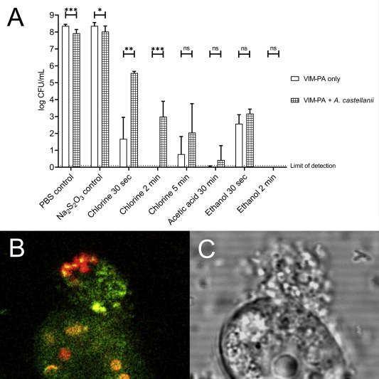 Acanthamoeba castellanii interferes with adequate chlorine disinfection of multidrug-resistant #Pseudomonas aeruginosa. Out-of-the-box proof-of-principle project - was a joy to be part of this! <a href="/jpirzadian/">Jannette Pirzadian</a> Maarten Sarink!

sciencedirect.com/science/articl…