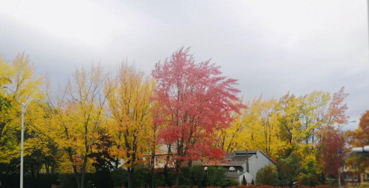 Beautiful colours of fall♥️ P.C.<a href="/VNPanchal/">Vipul Panchal</a>