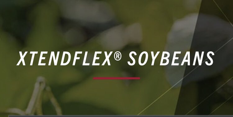DKAS_SIL's tweet photo. ‼️Asgrow XtendFlex is here‼️

💪 100% exclusive genetics

💪Glufosinate tolerant

💪Consistent high yield potential

💪Largest single year trait launch 

#XFSoy #XtendFlexYourYield #AsgrowLeadsTheWay @RRXtend @Asgrow_DEKALB https://t.co/YuLguREiTD