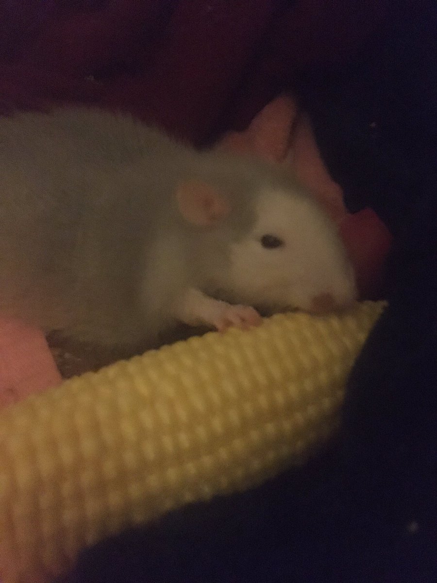 Mom has not seen me drink at all from my water bottle so she has been focusing on water filled fruits and vegetables. A dish does not work, I intentionally tip them over