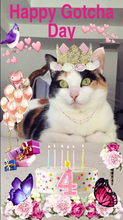 Calli: I just wanted to pop in and brag that it’s my Gotcha Day today!!😺 My Meowmy rescued me and gave me a loving home on this day 3 yrs ago!🐱💖 I’m 4 years old now!  I miss you Chloee😿💔 #CuteCalli #Calico #CatsOfTwitter