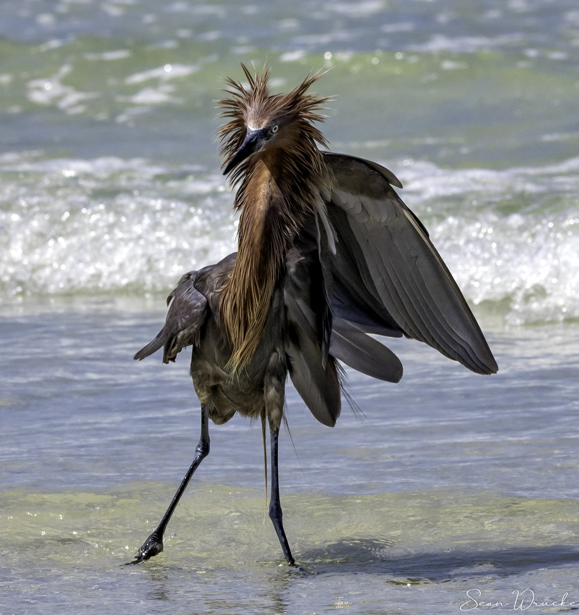 Sean__01's tweet photo. #egret #reddishegret #florida_greatshots #florida #fortdesoto #bird #naturephotography #wildlife #wildlifeonearth #wildlifeoninstagram #florida #staysaltyflorida #gulfcoast #roamflorida #swfl #explorida #stpetersburg #lovefl #tampa #sunshinestate #southflorida #fortdesoto https://t.co/FuOhK4ImtG