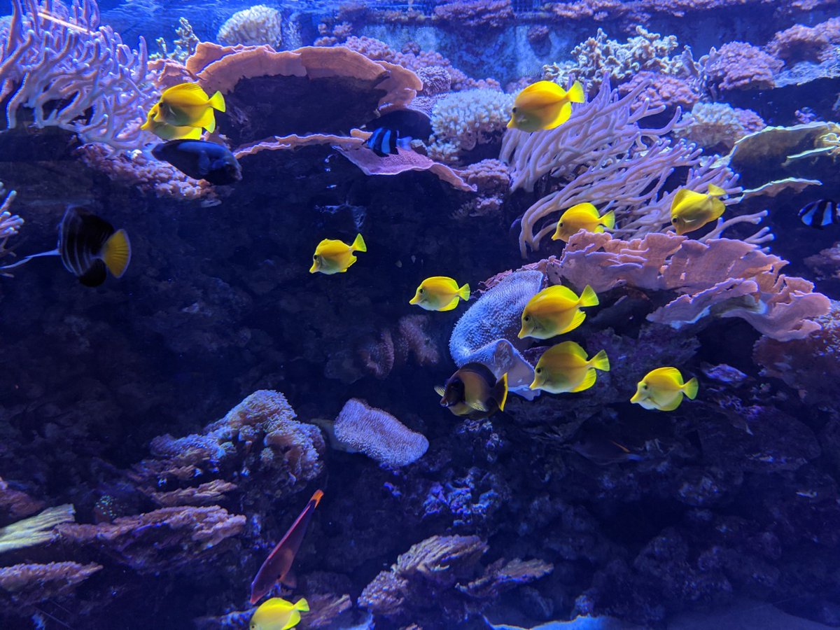 Our Indo-Pacific Reef habitat is such a beautiful sight 😍