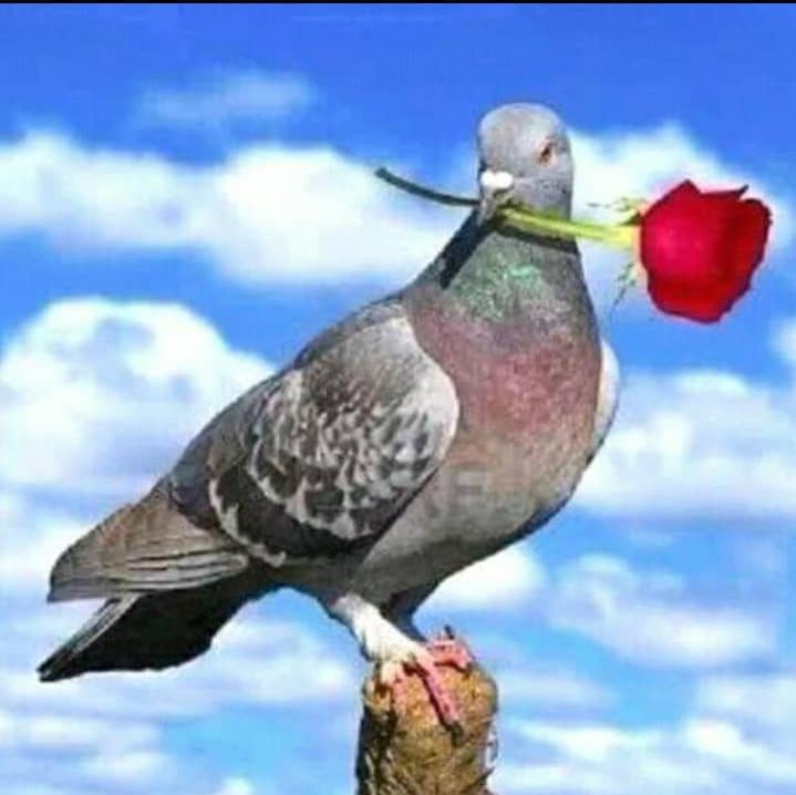 aduanor's tweet photo. #صورة_ملف_شخصي_جديدة https://t.co/lF2M4hmdks