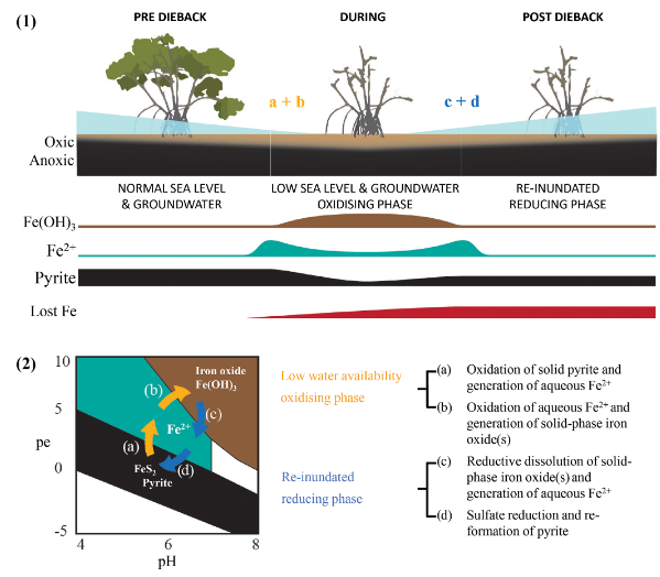 Dr_Damo77's tweet image. Great to see this final paper of twitterless James Sippo&apos;s PhD out in @EGU_BioGeo. Combining dendochronology and sediment geochemistry to unravel impacts of mangrove dieback on iron. Great collaboration with @ANSTO research funded by @arc_gov_au