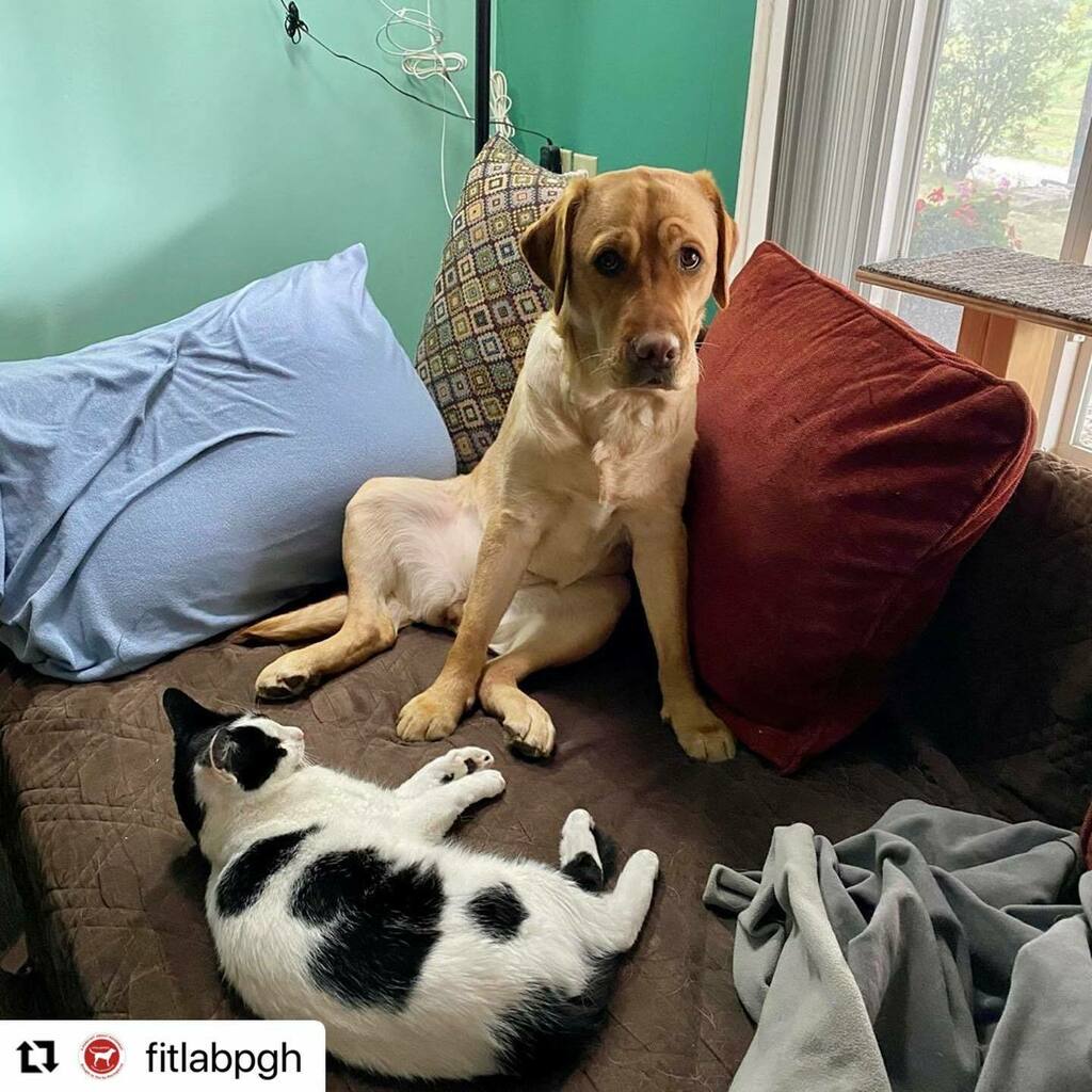 reutebh's tweet photo. #hangingout #petlife #Repost @fitlabpgh with @make_repost
・・・
Puddin the Yellow Lab: What? The cat told me I could share the heating pad with her 😈
#whiteandblackcat #yellowlab #pittsburghdogs #pittsburghcats #pghdogs #pghcats #dogsandcats #fitlabpg… https://t.co/HLpXajLKQH https://t.co/JlEDVB5lRU