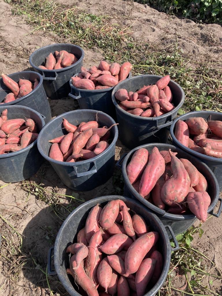 NativaLand's tweet photo. Harvest in full swing on our farm in Portugal this week. #sweetpotato great handling and careful harvest management giving great results! Bayou Belle a wonderful variety for culinary flavour and texture. https://t.co/zggXKkt3th